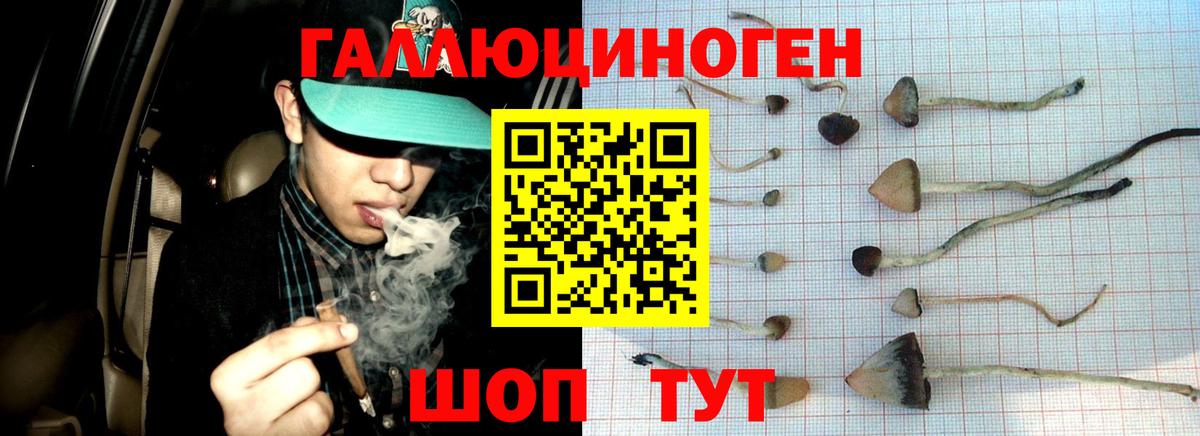 купить наркотик  Псилоцибиновые грибы GOLDEN TEACHER  Вход с VPN  Галлюциногенные грибы GOLDEN TEACHER  Корсаков 